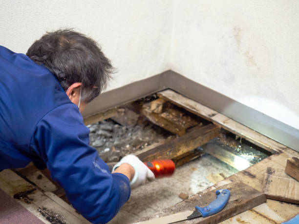 Best Crawl Space Mold Removal  in Inola, OK