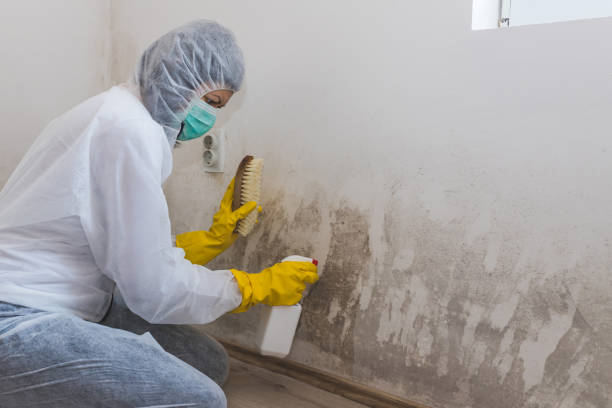 Best Toxic Mold Removal  in Inola, OK