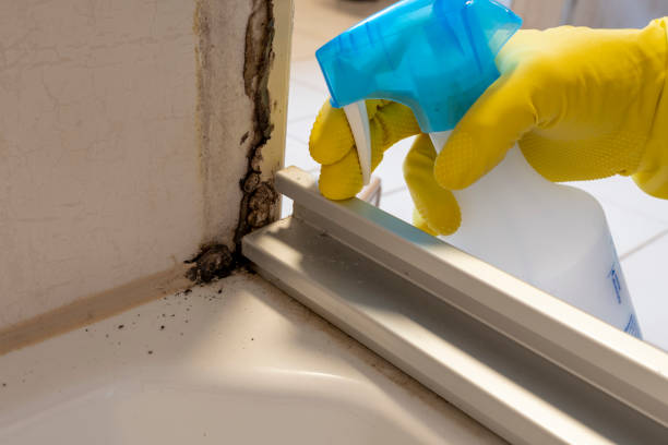 Mold Testing and Removal in Inola, OK