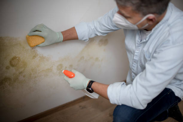 Best Mold Testing and Removal  in Inola, OK