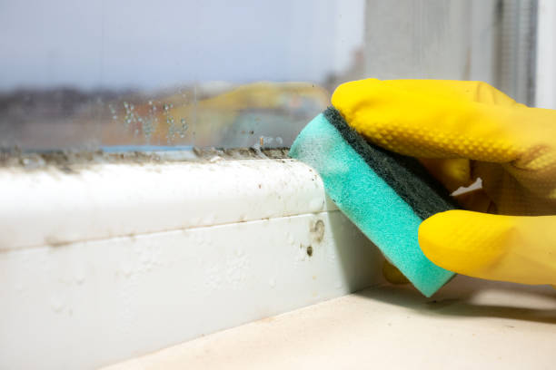 Best Commercial Mold Removal  in Inola, OK