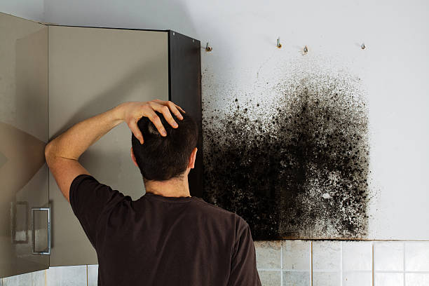 Best Mold Damage Repair  in Inola, OK